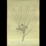 Botanical Drawings of A. Poiret