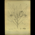 Botanical Drawings of A. Poiret