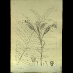 Botanical Drawings of A. Poiret