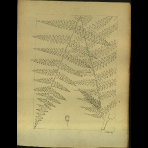 Botanical Drawings of A. Poiret