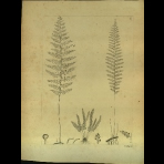 Botanical Drawings of A. Poiret