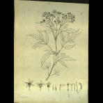 Botanical Drawings of A. Poiret