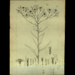 Botanical Drawings of A. Poiret
