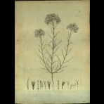 Botanical Drawings of A. Poiret