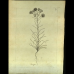 Botanical Drawings of A. Poiret