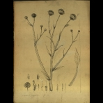 Botanical Drawings of A. Poiret