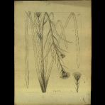 Botanical Drawings of A. Poiret