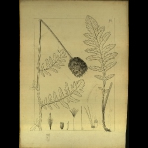 Botanical Drawings of A. Poiret