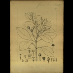 Botanical Drawings of A. Poiret
