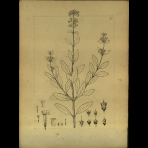 Botanical Drawings of A. Poiret