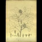 Botanical Drawings of A. Poiret