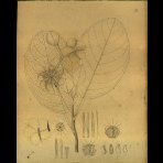 Botanical Drawings of A. Poiret
