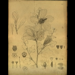 Botanical Drawings of A. Poiret