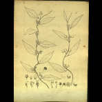 Botanical Drawings of A. Poiret