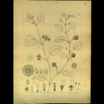 Botanical Drawings of A. Poiret