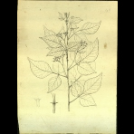 Botanical Drawings of A. Poiret