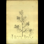 Botanical Drawings of A. Poiret