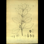 Botanical Drawings of A. Poiret