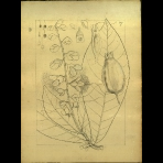 Botanical Drawings of A. Poiret