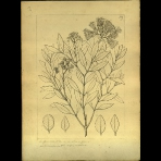 Botanical Drawings of A. Poiret