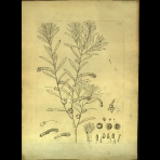 Botanical Drawings of A. Poiret