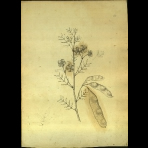 Botanical Drawings of A. Poiret