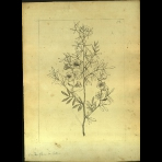 Botanical Drawings of A. Poiret