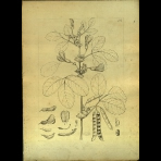 Botanical Drawings of A. Poiret