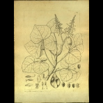 Botanical Drawings of A. Poiret