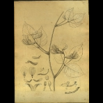 Botanical Drawings of A. Poiret