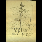 Botanical Drawings of A. Poiret
