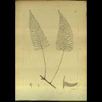Botanical Drawings of A. Poiret