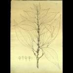 Botanical Drawings of A. Poiret