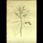 Botanical Drawings of A. Poiret