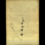 Botanical Drawings of A. Poiret