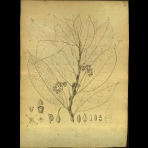 Botanical Drawings of A. Poiret
