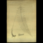 Botanical Drawings of A. Poiret