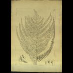 Botanical Drawings of A. Poiret