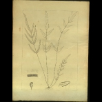 Botanical Drawings of A. Poiret
