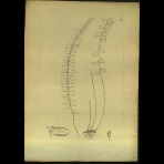 Botanical Drawings of A. Poiret