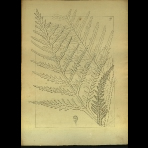 Botanical Drawings of A. Poiret