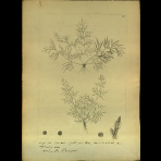 Botanical Drawings of A. Poiret