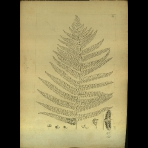 Botanical Drawings of A. Poiret