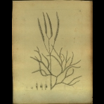 Botanical Drawings of A. Poiret