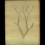 Botanical Drawings of A. Poiret