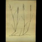 Botanical Drawings of A. Poiret