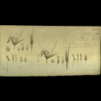 Botanical Drawings of A. Poiret