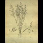Botanical Drawings of A. Poiret
