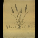 Botanical Drawings of A. Poiret