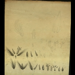 Botanical Drawings of A. Poiret